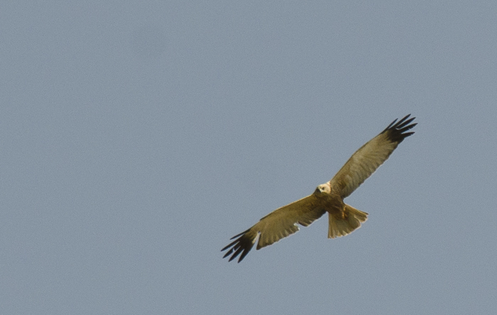 Falco di palude, conferma